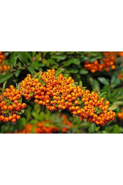 Пираканта Оранж Глоу 